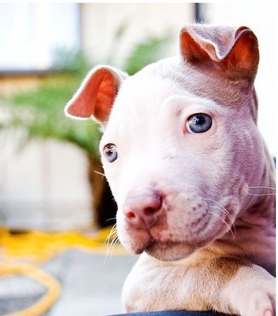 photo of white pitbull pup.jpg
