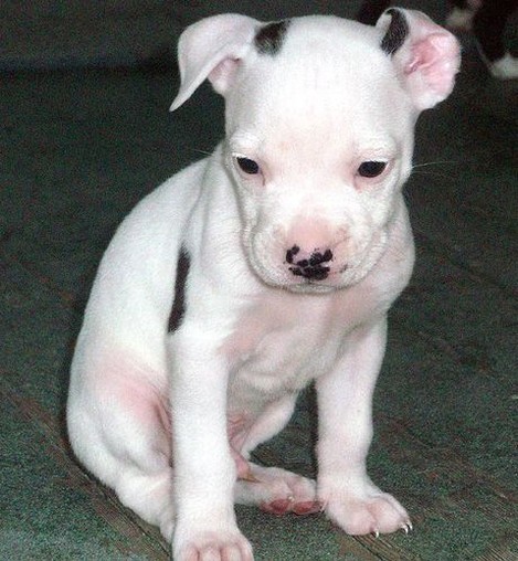 photo pit bull pup in white.jpg
