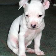 photo pit bull pup in white.jpg
