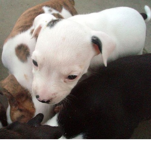 picture of a group of pit bull puppies.jpg
