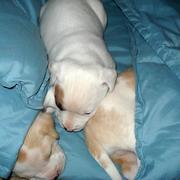 picture of pit bull puppies.jpg

