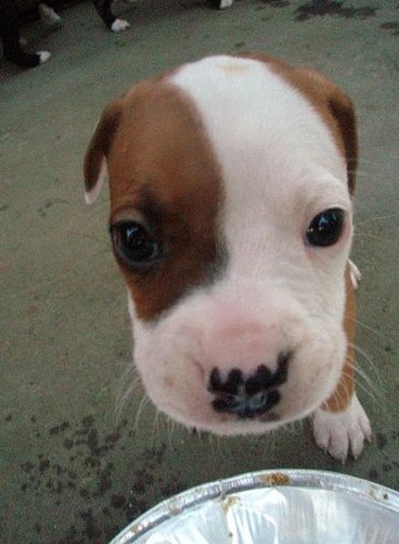 picture of pit bull puppy face.jpg
