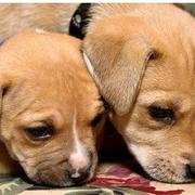 two cute pitbull puppies image.jpg
