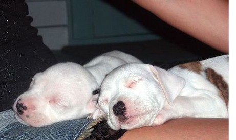 two sleepy white pitbull pups pictures.jpg

