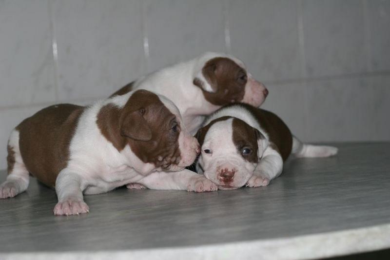 white and tan pitbull puppies photo.jpg
