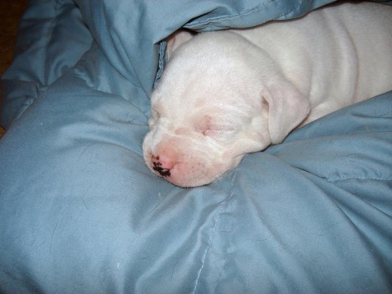 white and young pitbull puppy image.jpg
