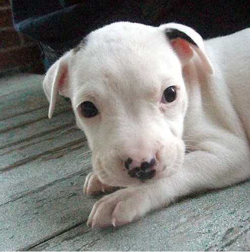 white pit bull pup with small black spots.jpg
