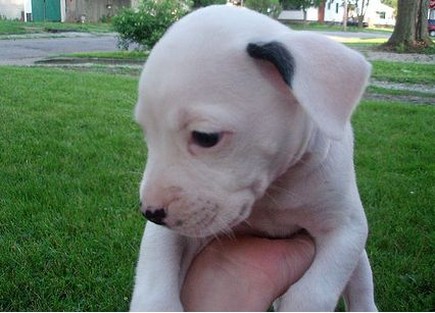 white pitbull pup photos.jpg
