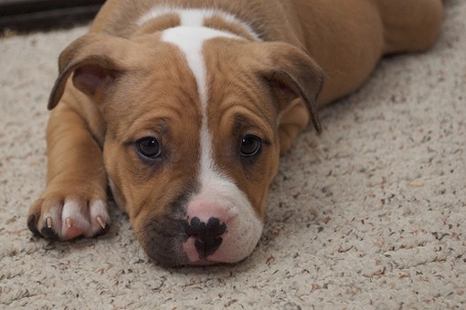American Pit Bull Puppy picture.jpg
