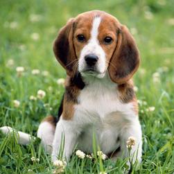 Beagle pup on the grass.jpg
