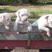 Antebellum Bulldog Puppies
