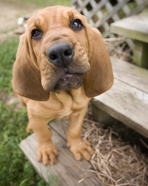 bloodhound puppy looking to the camera.jpg
