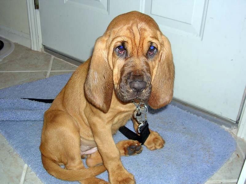 Bloodhound puppy is ready to go for a walk.jpg
