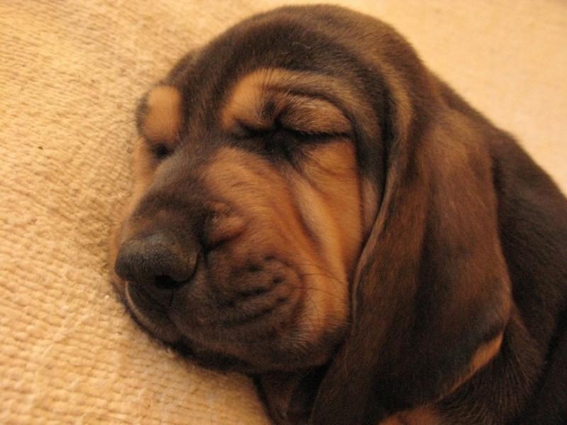 Bloodhound puppy photo.jpg
