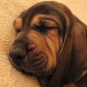 Bloodhound puppy photo.jpg
