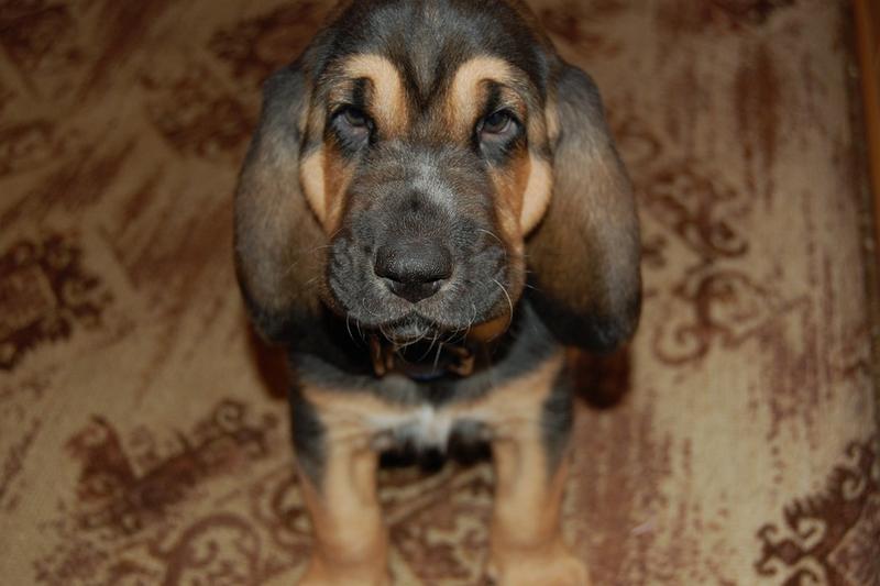 Bloodhound puppy photos.jpg
