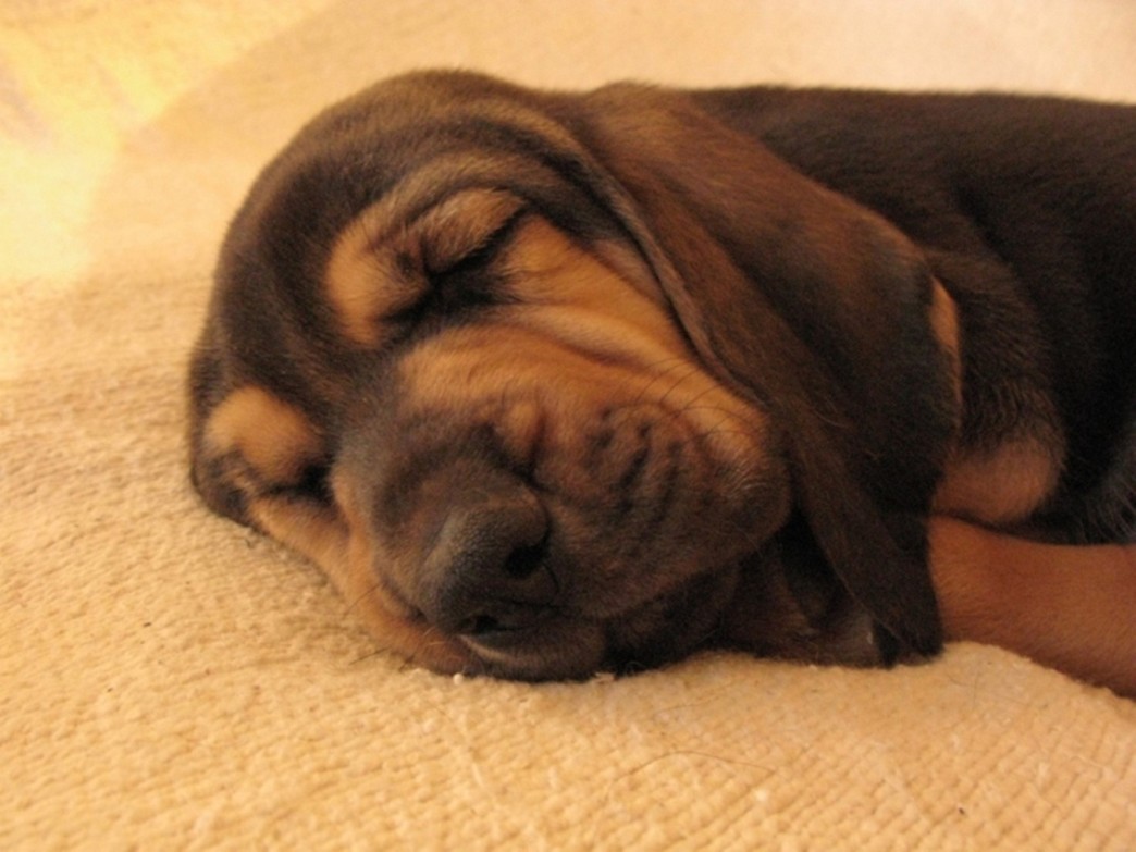 close up picture of a Bloodhound puppy in deep sleep.jpg
