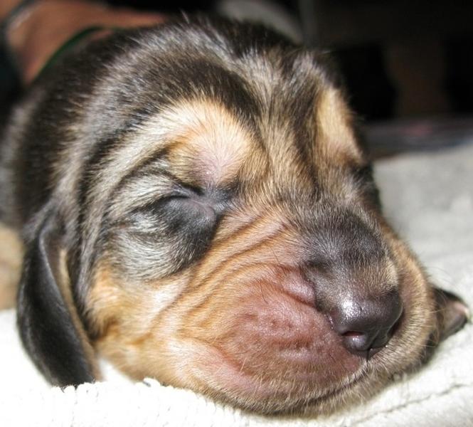 close up picture of a cute and sleepy Bloodhound puppy.jpg
