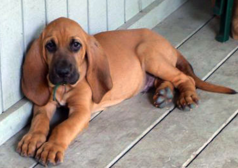 cute bloodhound puppy face with a sad face expression.jpg
