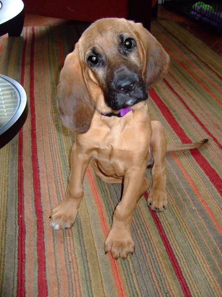 cute dog picture of a Bloodhound puppy.jpg

