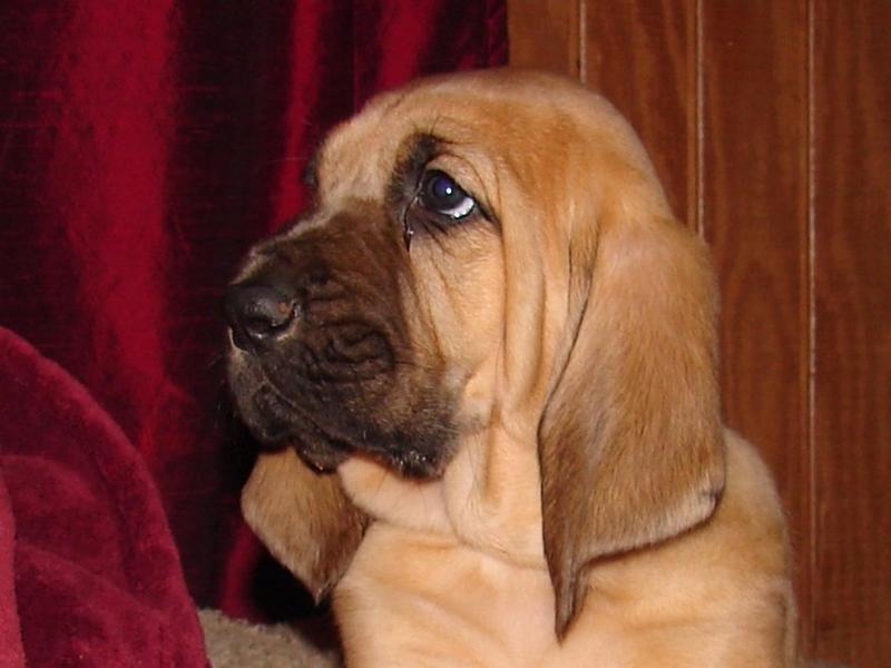 photo of bloodhound image.jpg
