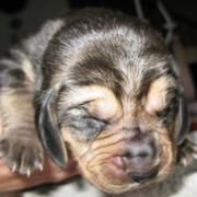 photo of Bloodhound pup.jpg
