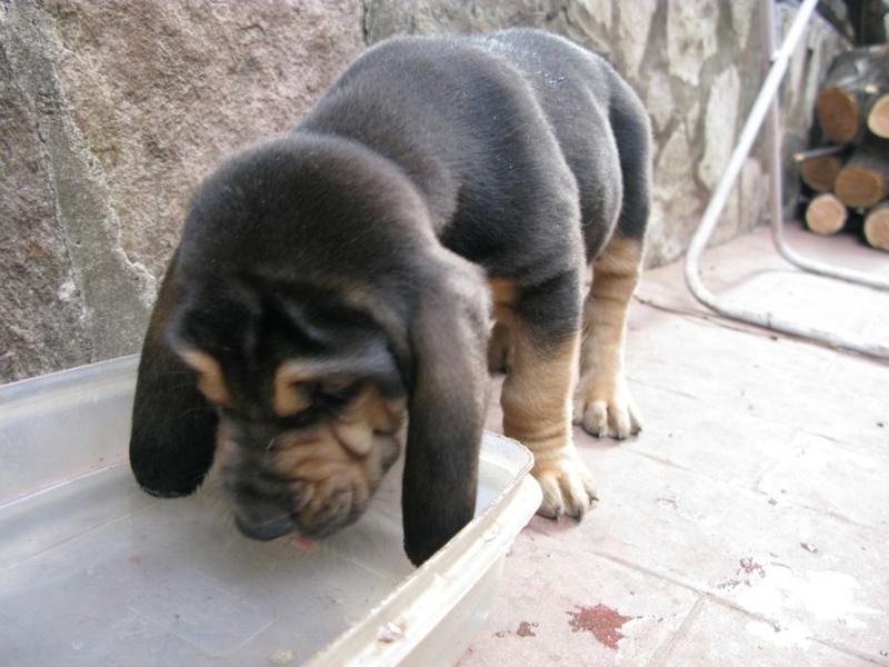 photos of Bloodhound puppy drinking water.jpg
