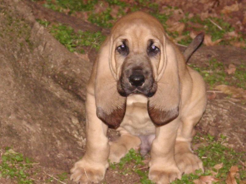 picture of a cute puppy_bloodhound dog.jpg
