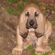 picture of a cute puppy_bloodhound dog.jpg
