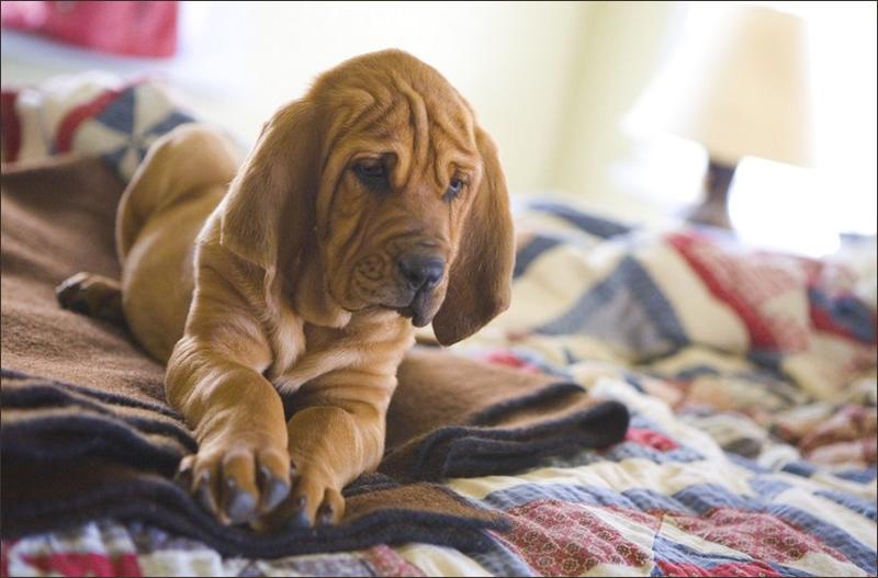 picture of bloodhound in tan.jpg
