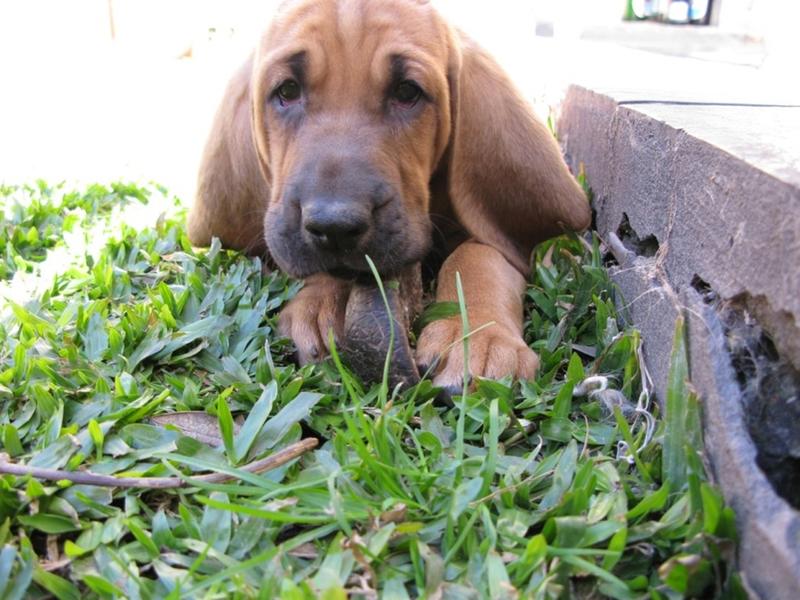 picture of Bloodhound puppy on grass.jpg
