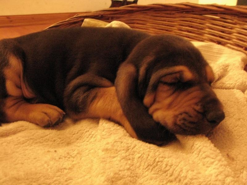 sleepy Blood hound puppy photos.jpg

