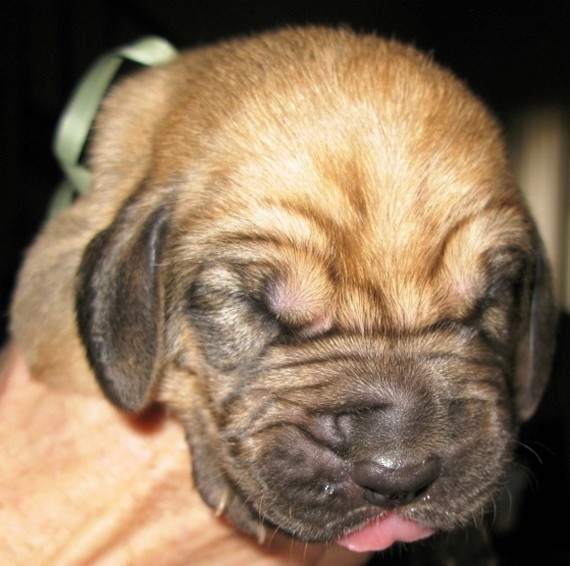 small cute Bloodhound puppy_still hasn't open it's eyes yet.jpg

