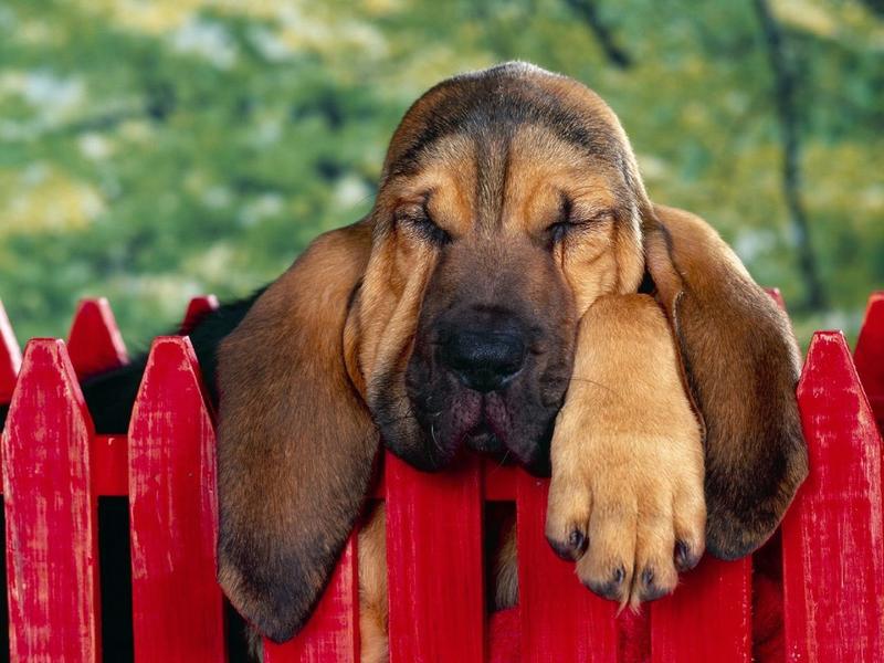 so cute looking puppy_ Bloodhound dog.jpg
