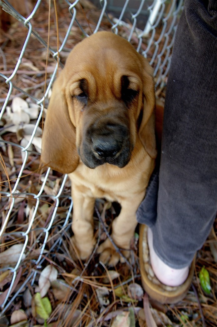 tan Bloodhound puppy images.jpg
