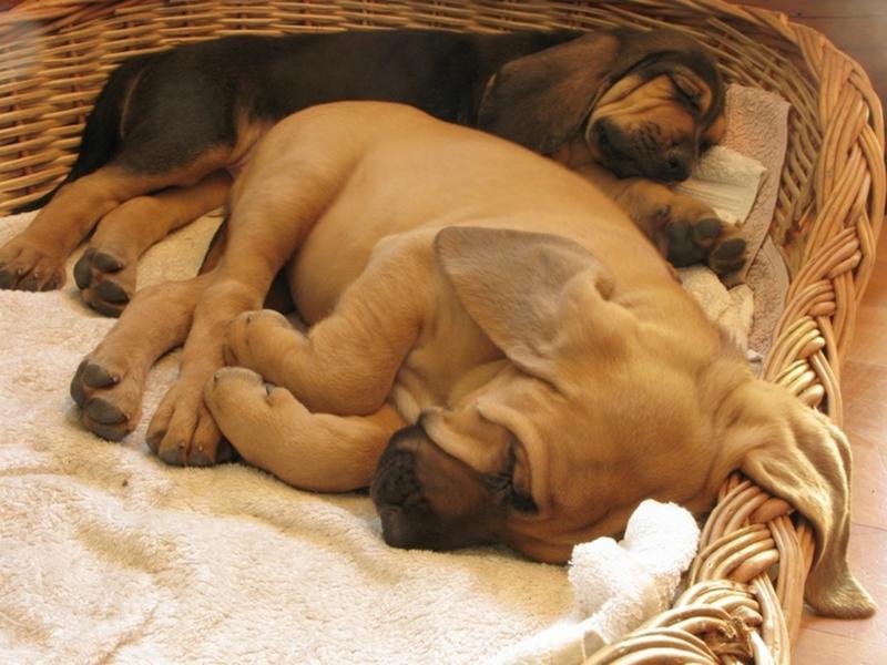 two bloodhound puppies in deep sleep.jpg

