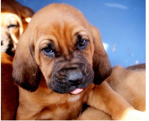 young Bloodhound puppy picture.jpg
