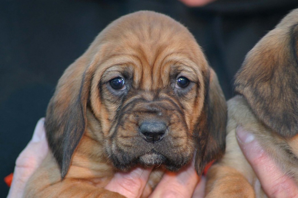 young bloodhound puppy pictures.jpg
