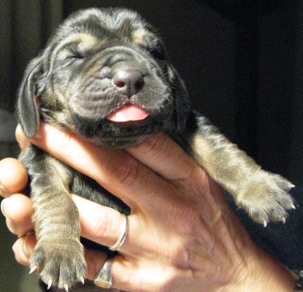 black newborn Bloodhound puppy picture.jpg
