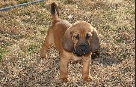 bloodhound dog puppy pictures.jpg
