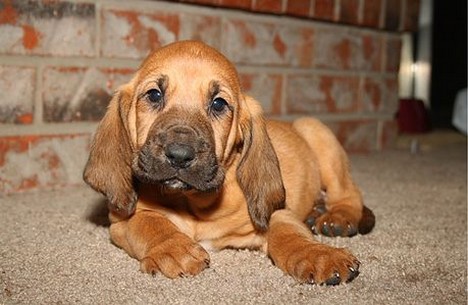 Bloodhound pup picture in tan with long big ears.jpg
