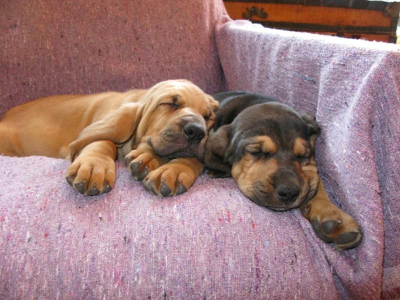 Bloodhound puppies picture in tan and brown.jpg
