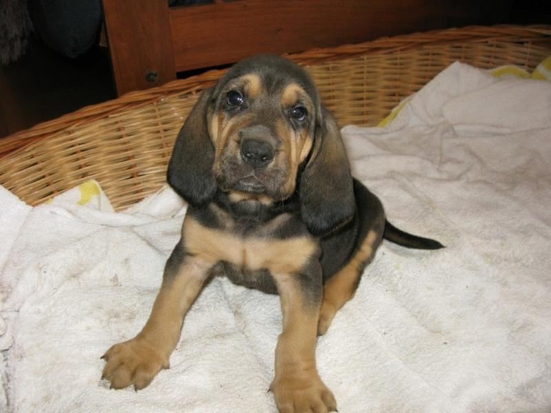 Bloodhound puppy image.jpg
