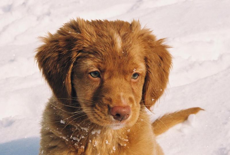 toller pup in snow.jpg
