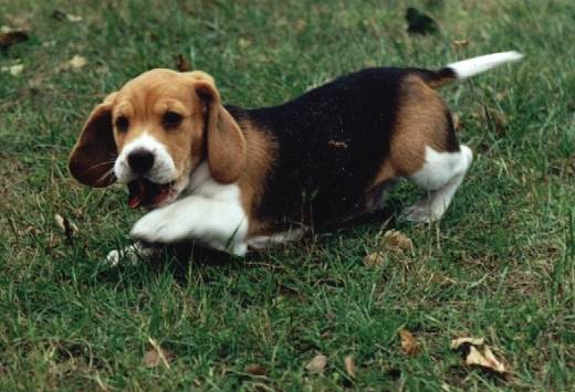 Beagle pup running.jpg
