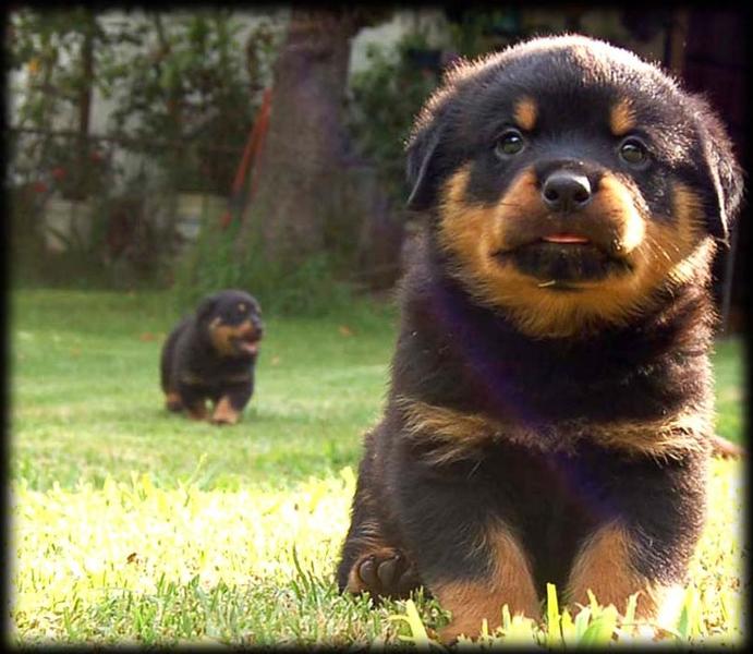 rottweilers puppies picture.jpg (5 comments) HiRes 720p HD