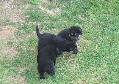 Rottweiler puppies playing in the back yard.jpg
