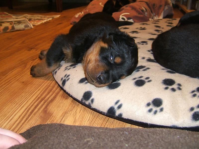 sleeping young rottweiler puppy with one eye open.jpg

