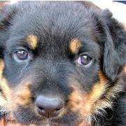 close up picture of a young rotweiler puppy face.jpg
