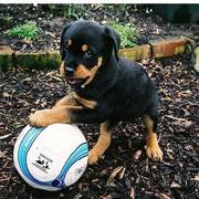 Rottweiler puppy playing with its big bald.jpg
